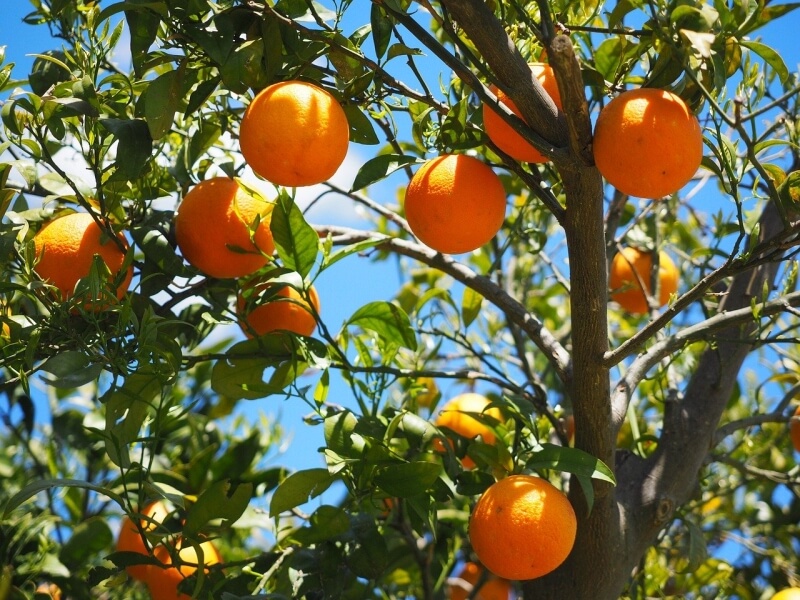 Orange tree full of oranges and vitamin C